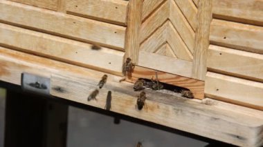 Arılar bal peteği yapıp yavruları besliyor.