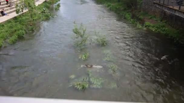 Río Arroyo Con Escombros Pedregosos Siegen — Vídeos de Stock