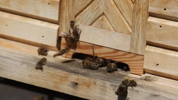 Bienen Schwirren Herum Bauen Waben Und Füttern Die Brut — Stockvideo
