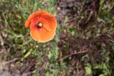 Kırmızı gelincikler sahada