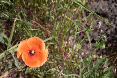 Kırmızı gelincikler sahada