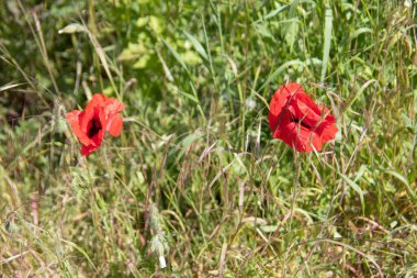 Kırmızı gelincikler sahada