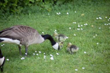 Kanada kazı bahçedeki gagadır.