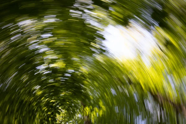 stock image Treetops in the forest spin like in a drug rush