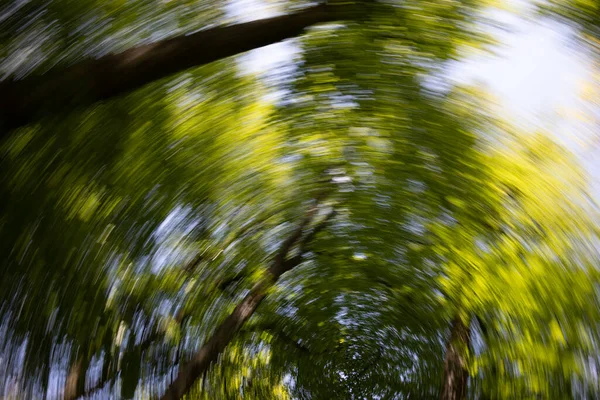 Árvores Floresta Giram Como Numa Corrida Drogas — Fotografia de Stock