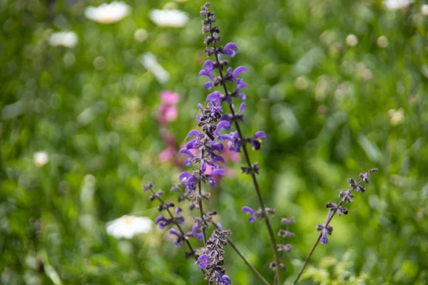 초원에 줄기에 들꽃들 — 스톡 사진