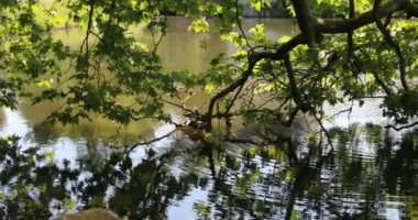 Ağaçlar ve reflekslerle dolu Tuernich Şatosu