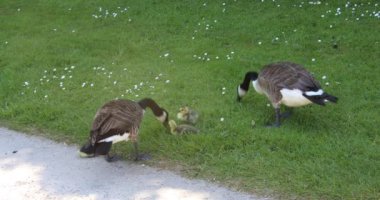 Kanada kazı bahçedeki gagadır.