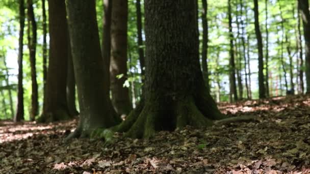 Yapraklı Saplı Orman Zemini — Stok video