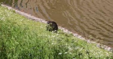 Nutria kale bahçesinde ve hendekte.