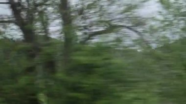 Yeşil manzara tren penceresinin önünden uçuyor.