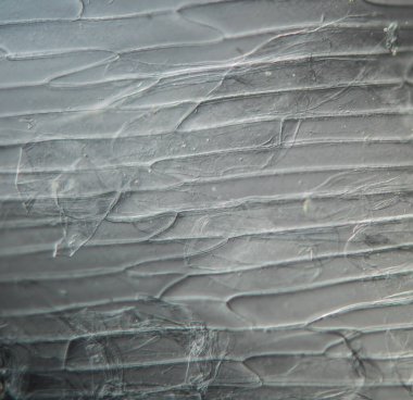 Mikroskop altında bitki hücreli soğan derisi