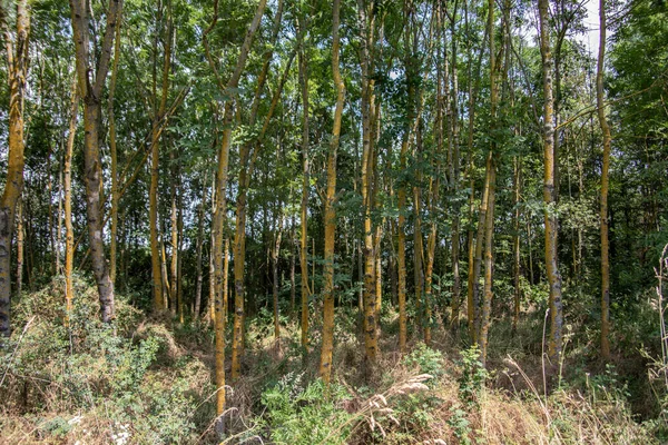 Bomen Begroeid Met Gele Korstmossen Zoals Aspergesperen Het Bos — Stockfoto