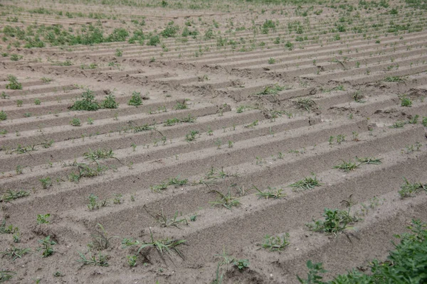 stock image Asparagus field before harvest in North Rhine-Westphalia