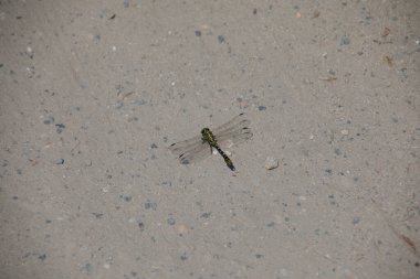 Kaynak Bakire Ejderha çiftleşmede uçar