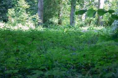 Castle Park 'ta yeşil orman zemini