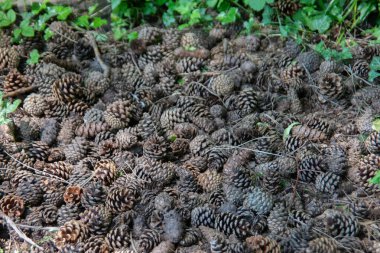 Bir sürü köknar kozalağı ve orman arazisi.