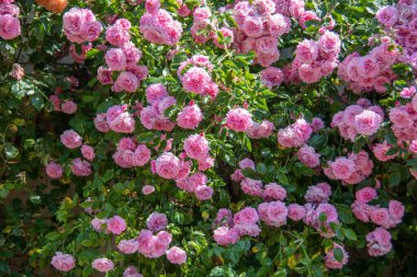 Bir sürü çiçekli renkli güller.