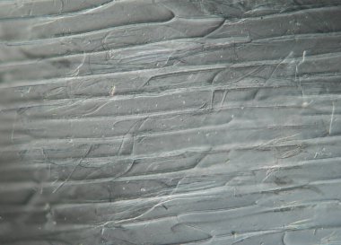 Mikroskop altında bitki hücreli soğan derisi