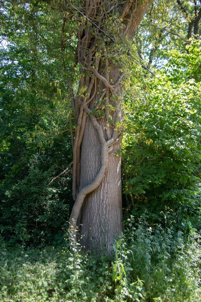 太いツタの芽に囲まれた古いブナ — ストック写真