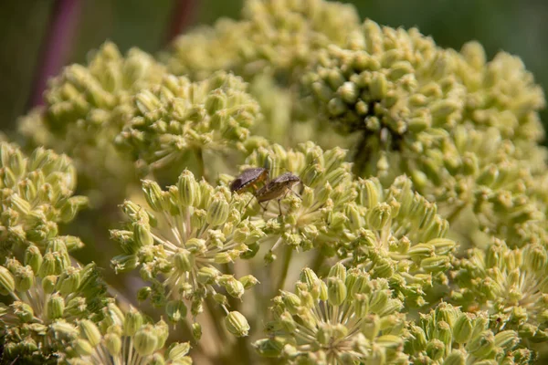 Çalılıklarda Çiftleşen Ağaç Çizgili Böcekler — Stok fotoğraf