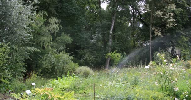 Water Sprinkler Irrigates Park Summer — Stock Video