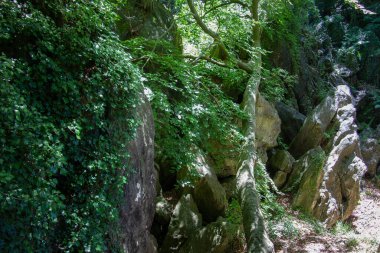 Hemer 'deki Felsenmeer Ormanında büyük kaya oluşumlarıyla
