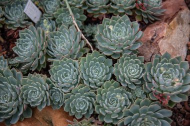 Yeşil kaktüslü ve dikenli tatlı.