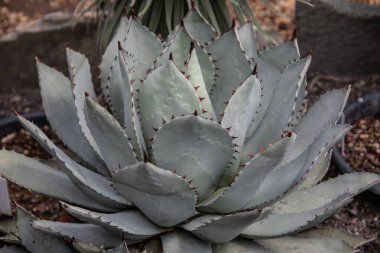 Yeşil kaktüslü ve dikenli tatlı.