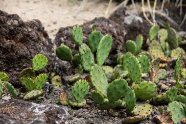 Çölde çivili yeşil Phyllocactus