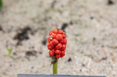 Karışık yaprak döken ormanda kırmızı böğürtlenli arum