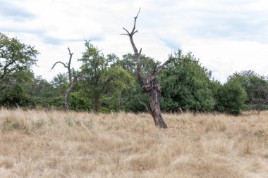 Frankfurt yakınlarındaki Schwanheim 'da çam ağacı kaplı nadir bir kumul.