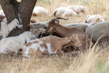 Frankfurt yakınlarındaki Schwanheim 'da çam ağacı kaplı nadir bir kumul.