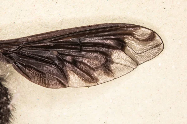 Πένθιμα Πτερύγια Πετούν Κάτω Από Μεγεθυντικό Φακό — Φωτογραφία Αρχείου