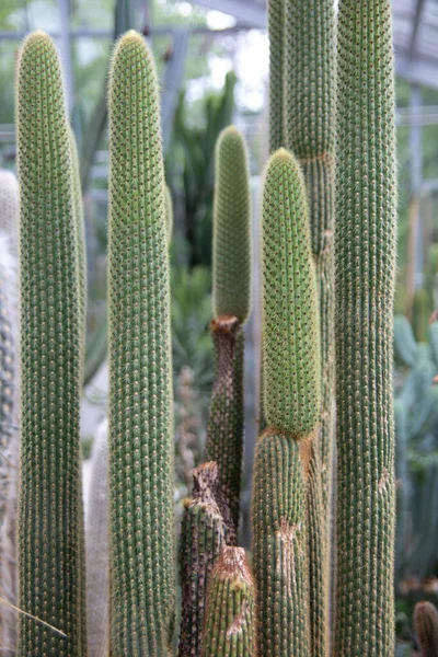Desszert Zöld Kaktuszokkal Tüskékkel — Stock Fotó