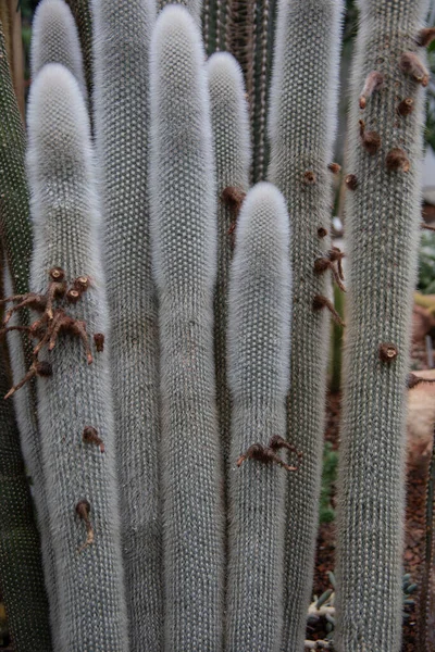 Deser Zielonym Kaktusem Kolcami — Zdjęcie stockowe