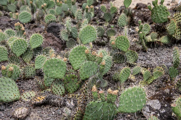 Çölde çivili yeşil Phyllocactus
