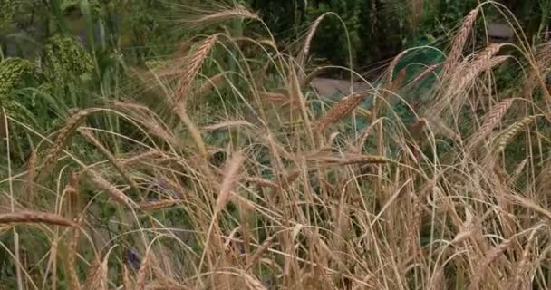 Ripe Grain Field Autumn — Stock Video