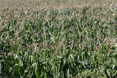 Mavi gökyüzünün altındaki mısır tarlası