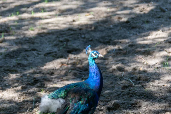 Påfågel Med Blå Fjäderdräkt Park — Stockfoto