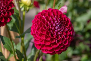 Fulda 'daki Dahlia bahçesinde güzel çiçekler