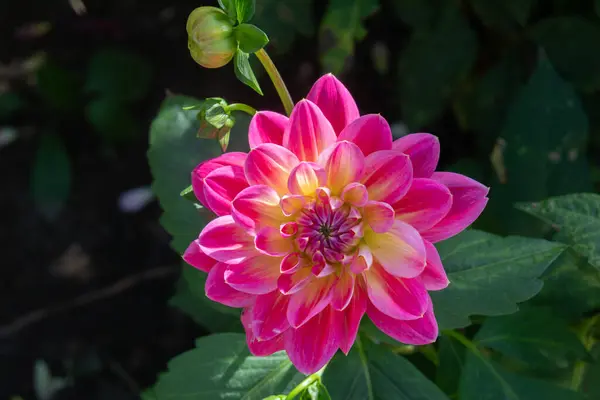 Fulda Daki Dahlia Bahçesinde Güzel Çiçekler — Stok fotoğraf