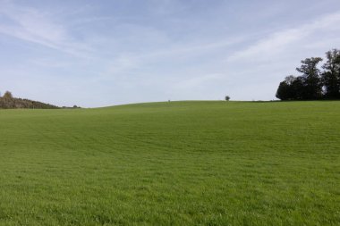 Gökyüzüne kadar uzanan geniş çayır alanı, tek tek ağaçlarla.