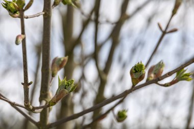 Leaf buds of the maple tree burst open in spring
