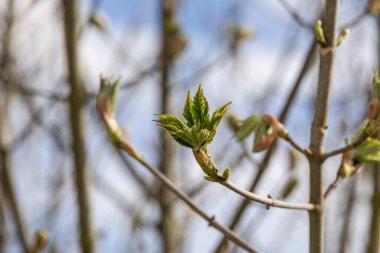 Leaf buds of the maple tree burst open in spring