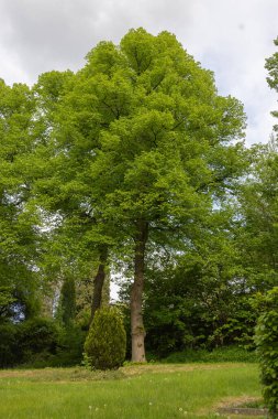 large deciduous tree on the meadow in the park