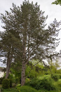 big sprawling pine tree in city park clipart