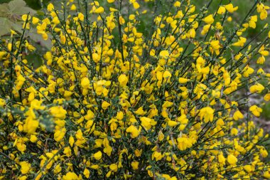 yellow gorse bush blooms in the park