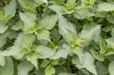 Green nettle herbs with stinging hairs grow as weeds along the side of the road