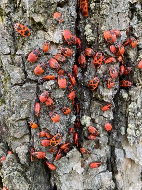 Çiftleşen ateş böcekleri ağaç kabuklarında sürünüyor.